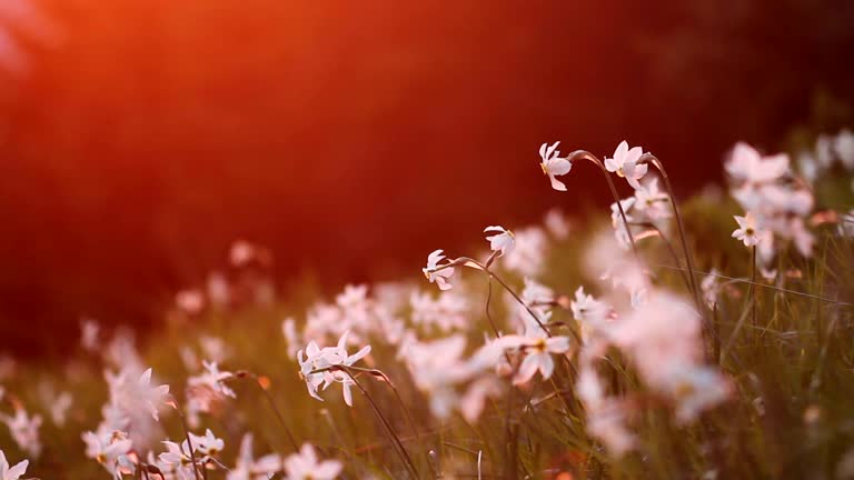 Blooming daffodil in the mountains with saturated sunset light