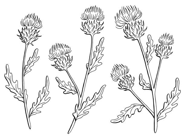 illustrazioni stock, clip art, cartoni animati e icone di tendenza di thistle fiore grafico bianco nero isolato illustrazione di schizzo vettore - cardo