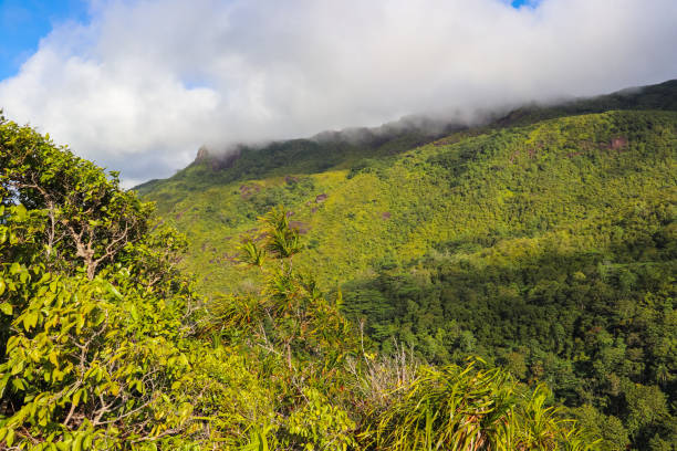 istock Seychelles nature. Mahe island. Dans Gallas trail 866959220