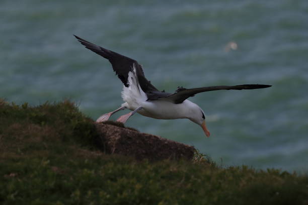 istock Black-browed Albatros ( Thalassarche melanophris ) or Mollymawk Helgoland Island Germany 866959520