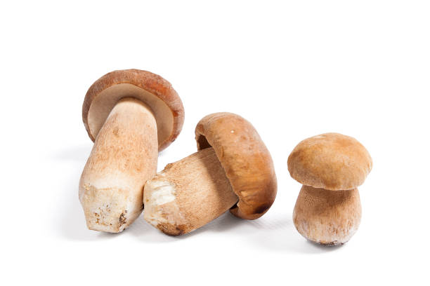 istock Several porcini mushrooms known as boletus edulis on white 866959700