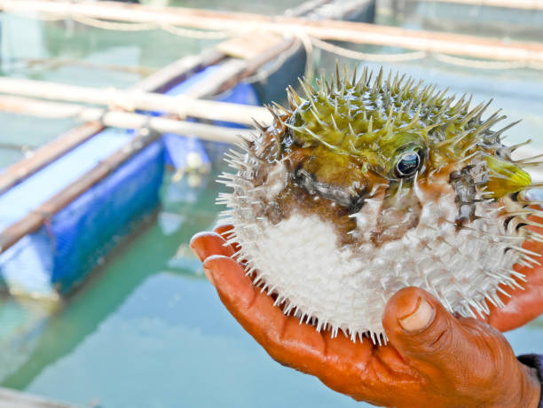 istock Puffer fish caught by fisherman 866962492