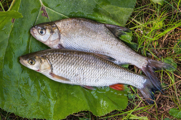 orata comune d'acqua dolce e pesce d'acqua comune europeo su sfondo naturale. - spinarolo immagine foto e immagini stock