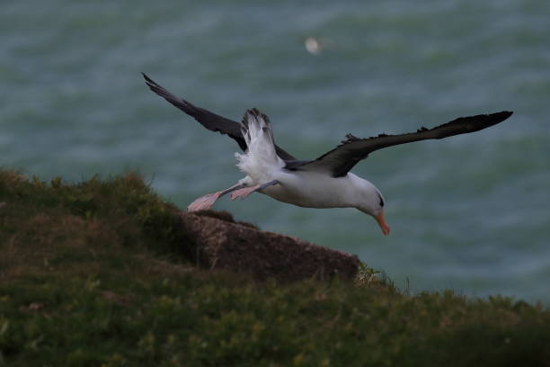 istock Black-browed Albatros ( Thalassarche melanophris ) or Mollymawk Helgoland Island Germany 866962992
