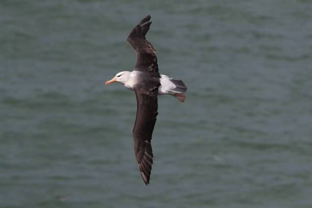 istock Black-browed Albatros ( Thalassarche melanophris ) or Mollymawk Helgoland Island Germany 866965750