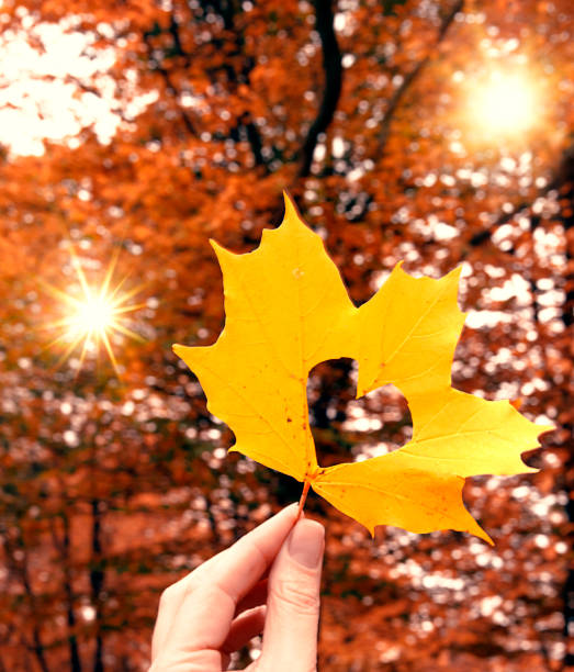 istock Autumn leaf in hands in the form of heart. 866965776