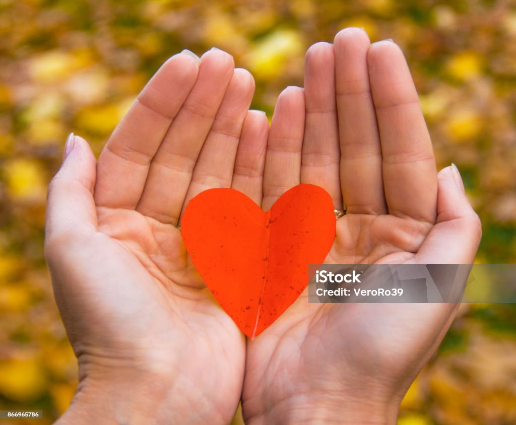 Autumn leaf in hands in the form of heart. Accessibility Stock Photo