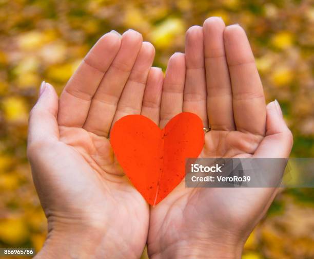 Autumn Leaf In Hands In The Form Of Heart Stock Photo - Download Image Now - Accessibility, Autumn, Beauty