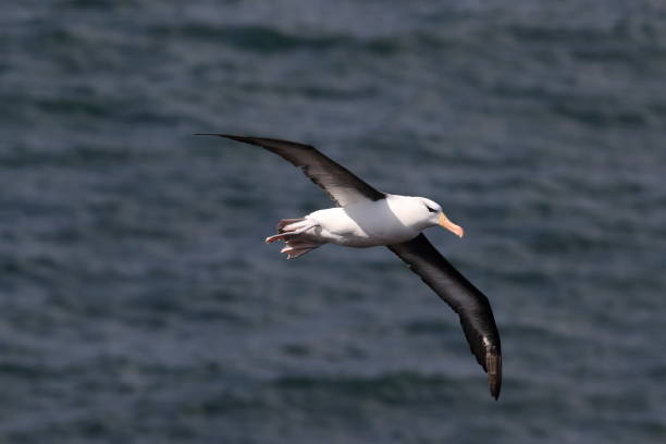 istock Black-browed Albatros ( Thalassarche melanophris ) or Mollymawk Helgoland Island Germany 866965846