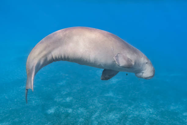 Dugong Stock Photos, Pictures & Royalty-Free Images - iStock