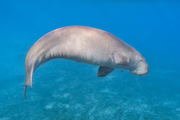 Dugong Stock Photos, Pictures & Royalty-Free Images - iStock Dugong Stock Photos, Pictures & Royalty-Free Images - iStock