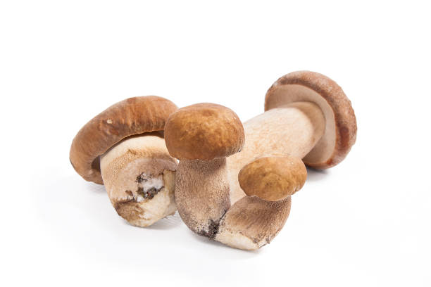 istock Several porcini mushrooms known as boletus edulis on white 866966402