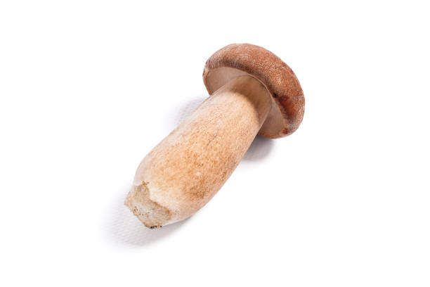 istock Single Porcini mushroom known as boletus edulis on white 866966432