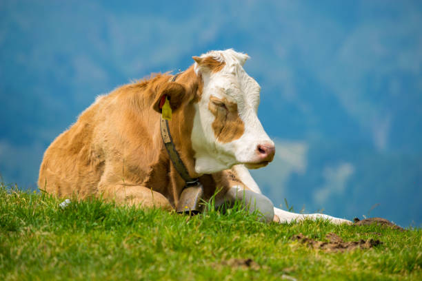 istock Cow in the alps 866966460