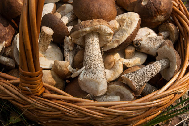 istock Brown cap boletus in the wicker basket on natural background. 866966688