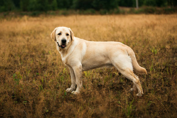 istock Dog standing in tranquil field 866966756