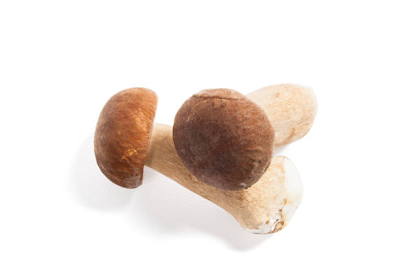 istock Two porcini mushroom known as boletus edulis on white 866969008