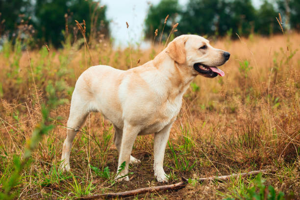 Dog standing in tranquil field