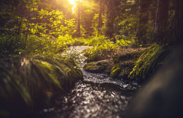 해질녘 숲에서 강 - spring stream landscape boulder 뉴스 사진 이미지