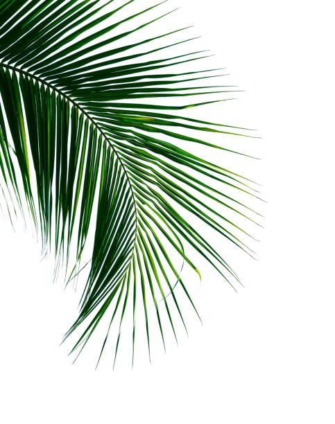 tropical coconut palm leaf isolated on white for design elements green palm leaf isolated on white background coconut palm tree photos stock pictures, royalty-free photos & images