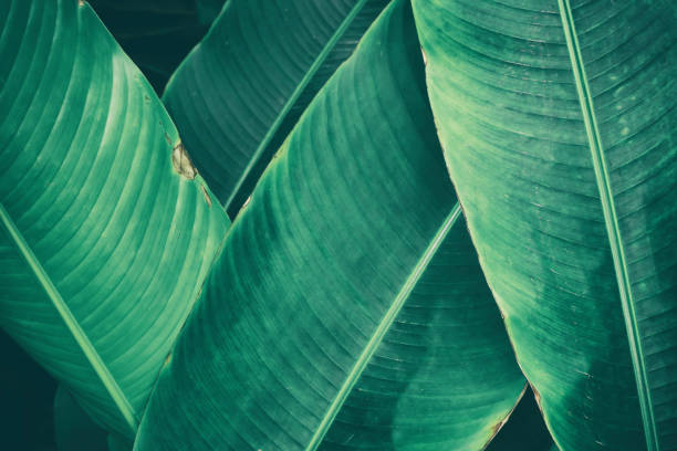 istock tropical leaf, dark green foliage for backgrounds 866980396