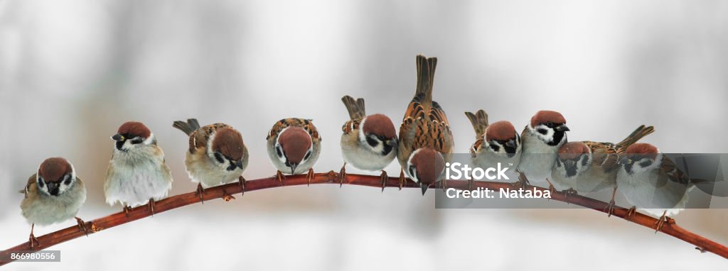 panoramic picture of funny cute birds sparrows sitting on a branch in the Park and look forward Sparrow Stock Photo