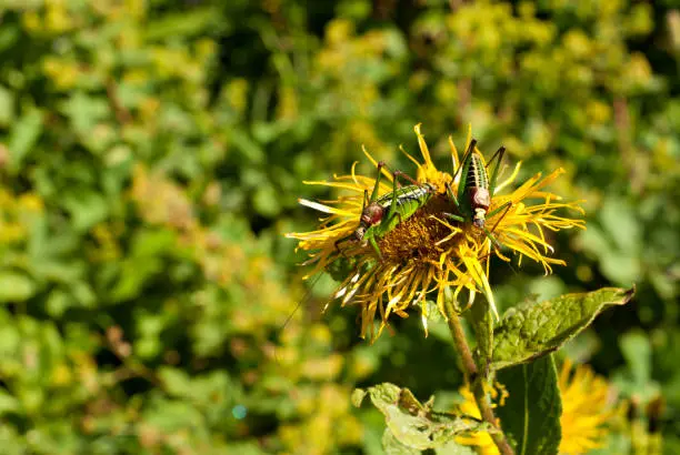 a pair of grasshoppers on a overblown flower of elecampane (also called horse-heal, alanroot or elfdock) closeup on a blurred background