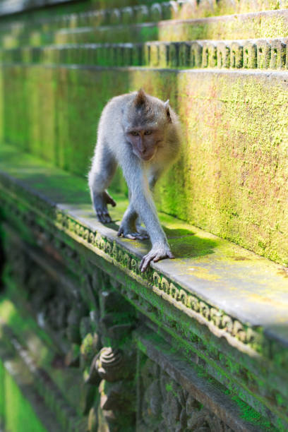 istock Wildlife Photos 866986658