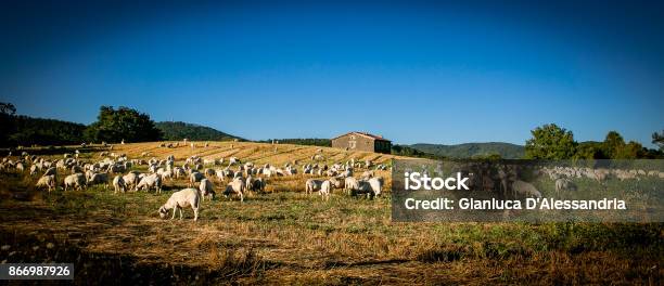 Herd Of Sheep Scattered Over A Field Of Wheat With Background A Tuff Cottage In The Tuscany Countryside Stock Photo - Download Image Now
