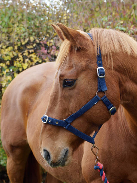 istock Chestnut Horse Head Shot 866988114