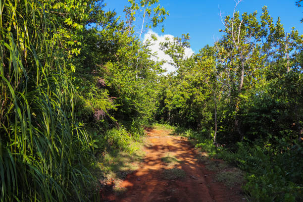 istock Seychelles nature. Mahe island. Dans Gallas trail 866988404