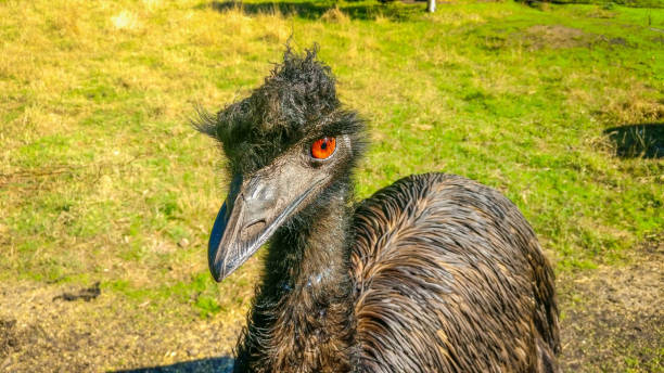 istock Exploring The Great Ocean Road in Australia 866991910