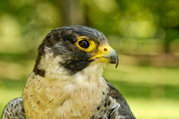 istock Peregrine falcon (Falco peregrinus) with blurred background 866994868