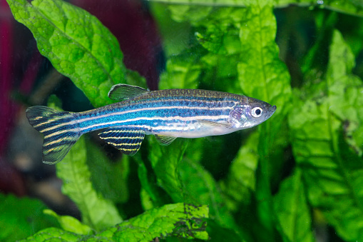 Shot of a group of various danio in a freshwater fish tank