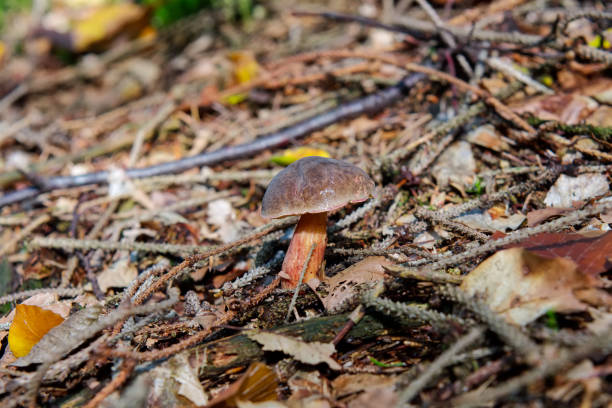 istock Wild mushroom growing in a forest 866995034
