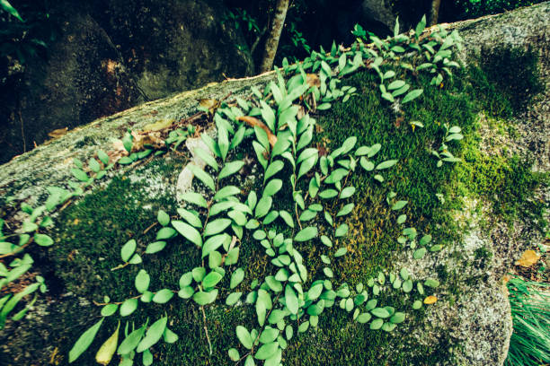 istock Plant in Cape D'Aguilar 866995412