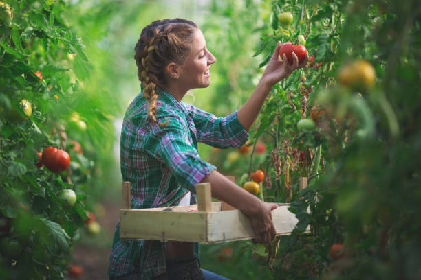 istock Woman gathering tomatoes in greenhouse 866995588