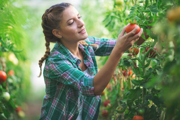 istock Young woman gathering tomatoes in greenhouse 866998526