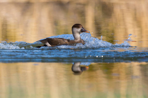 istock female red crested pochard (Netta rufina) swimming in sunlight 866998922