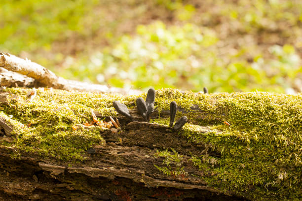 funghi neri-parassiti xylaria polymorpha con muschio - xylaria foto e immagini stock