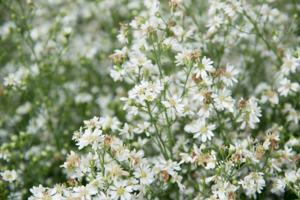 istock Flower nature as natural background 867002382