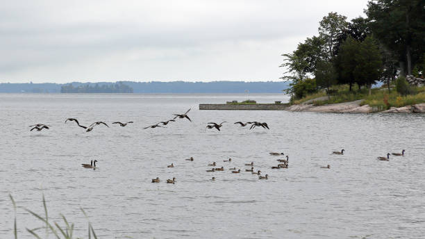 istock Ducks and geese on a bay along the shore of a river 867002918