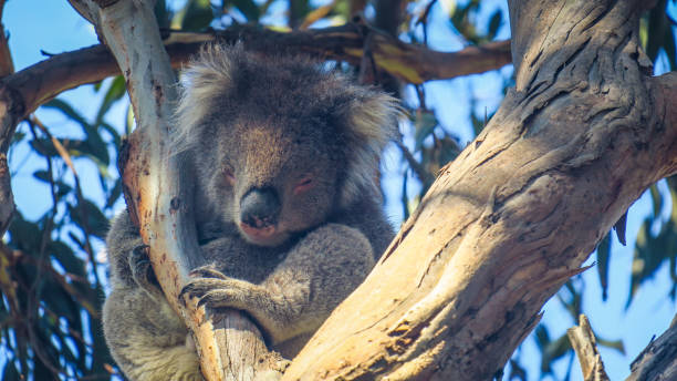 istock Exploring The Great Ocean Road in Australia 867003114