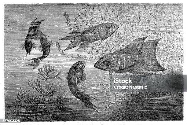 Siamese Fighting Fish Stock Illustration - Download Image Now - Activity, Animal, Aquarium