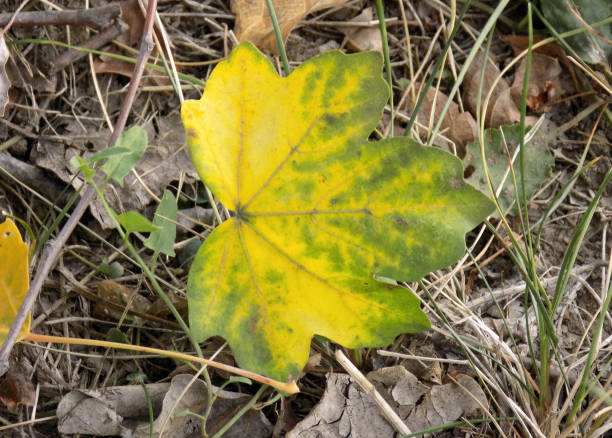istock Autumn Maple leaves with golden colors on the ground 867006054