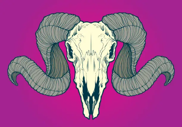 Vector illustration of Skull of ram