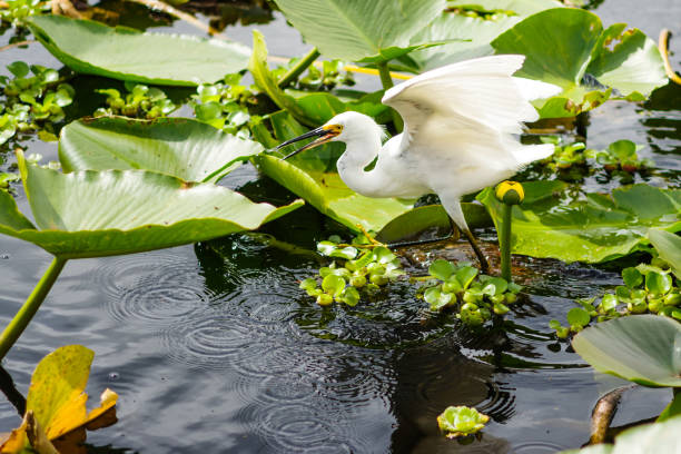 garceta en nenúfares - wading bird everglades national park egret fotografías e imágenes de stock