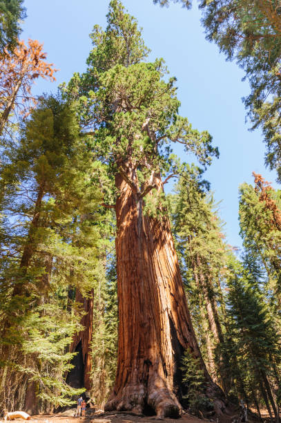 istock Tourist dwarfed by Giant Sequoia in the Sherman Grove 867010680
