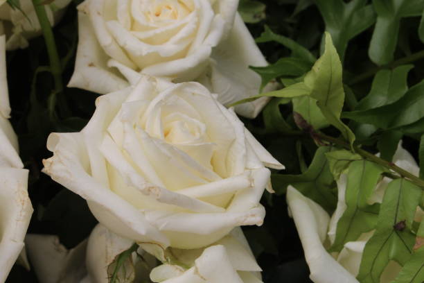 istock Flower Festival 867011582