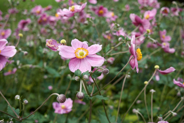 istock Anemone japonica 867012248